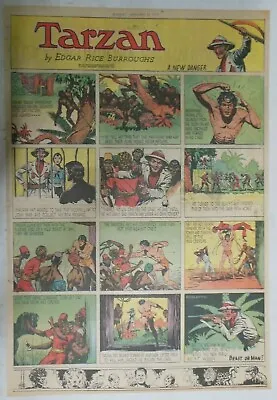 Buy Tarzan Sunday Page #411 Burne Hogarth From 1/22/1939 Very Rare Full Page Size • 15.81£