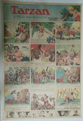 Buy Tarzan Sunday Page #428 Burne Hogarth From 5/21/1939 Very Rare Full Page Size • 15.86£
